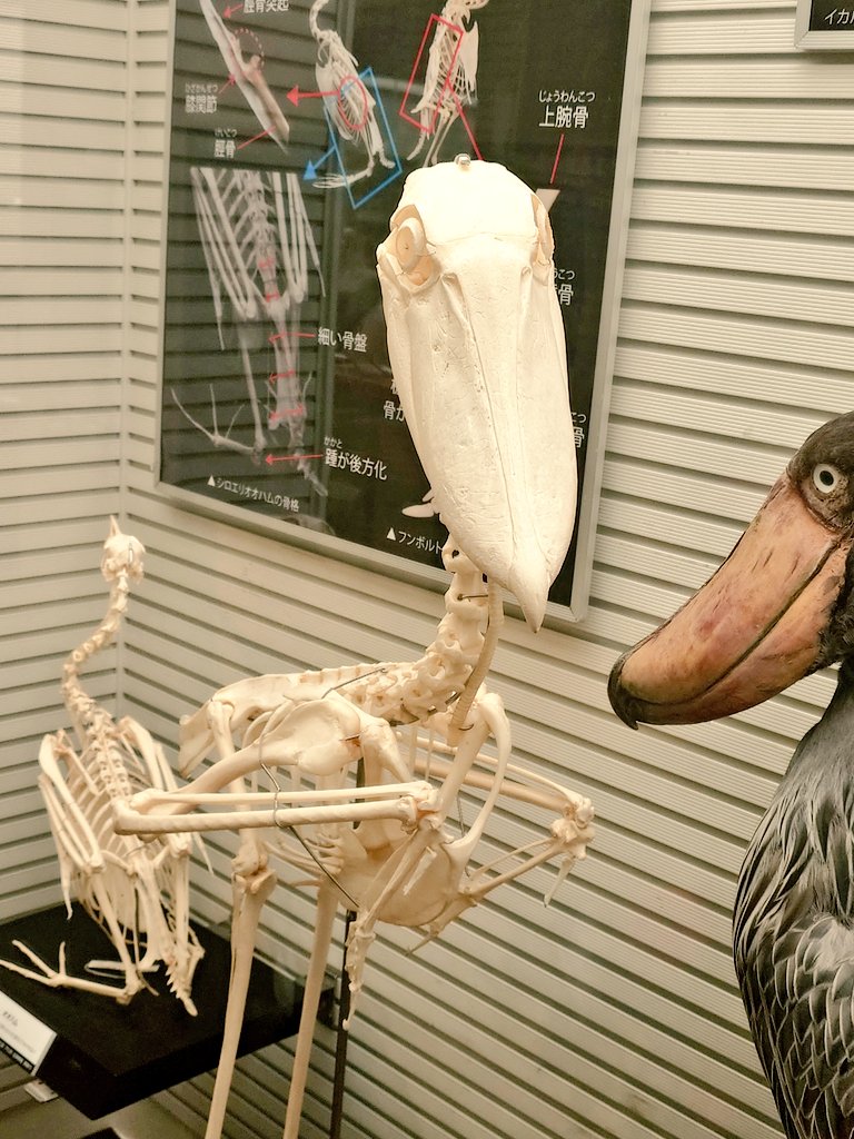 あげ忘れてた鳥の骨たち