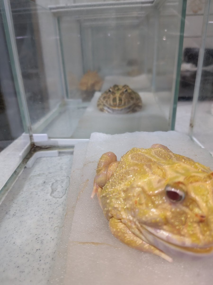 ラストメンテはツノ組🐸