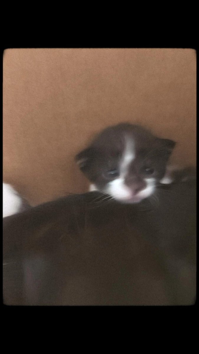 vantaelzz's tweet photo. Yoongi você sabia que eu também tenho um gato e o nome dele é yoongi https://t.co/FqsDQLP1DD
