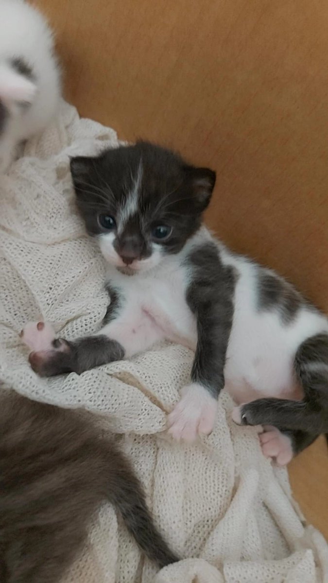 vantaelzz's tweet photo. Yoongi você sabia que eu também tenho um gato e o nome dele é yoongi https://t.co/FqsDQLP1DD