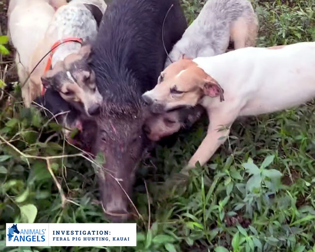 Animals Angels tweet media