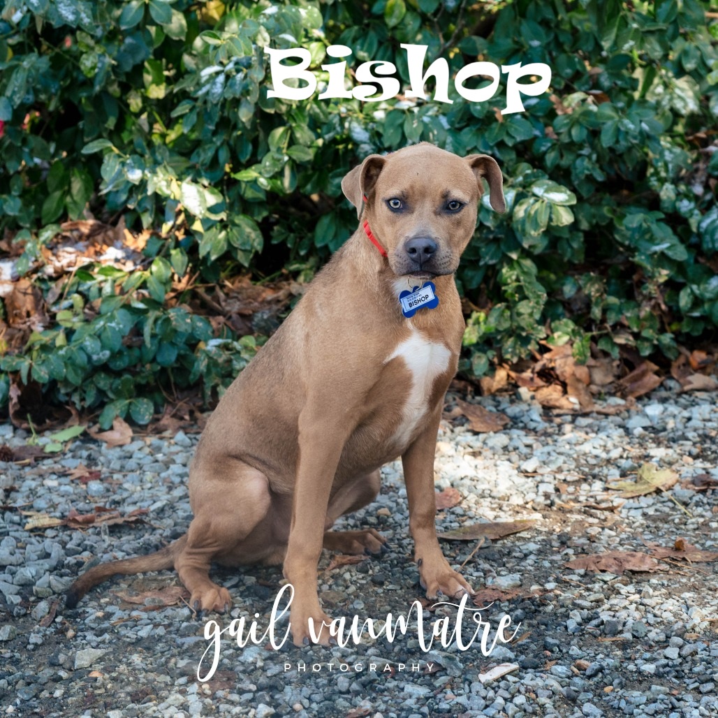 SavingGraceNC's tweet photo. Bishop is silly, goofy, and sweet mixed into one! He is ready to win over your heart, so come meet him with an adoption request!
Learn more about Bishop: https://t.co/NI93lo09ji
#sgadoptme #savinggracenc #dogsofnc #rescueismyfavoritebreed https://t.co/nSCu9Zxfzn