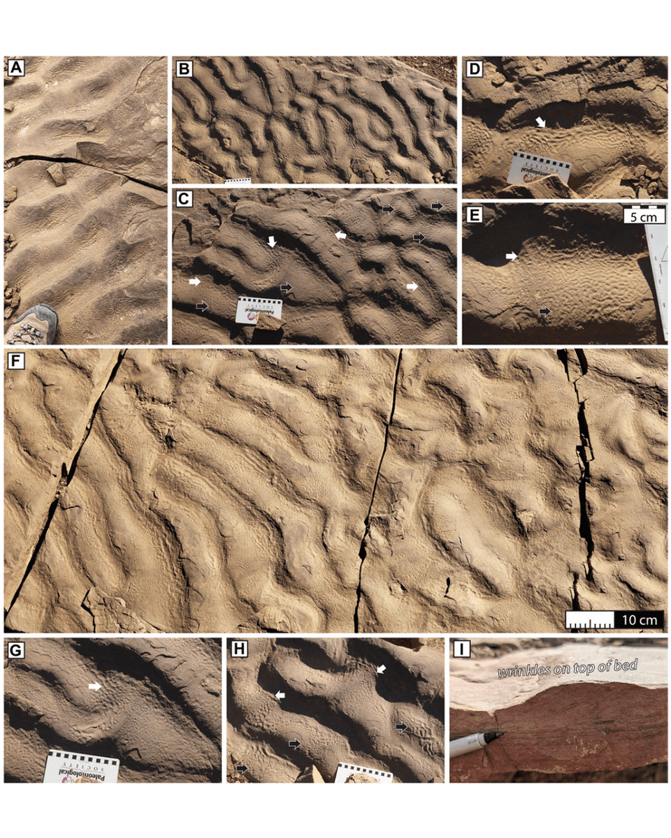 geosociety's tweet photo. Wrinkle structures in the rock record are usually formed by ancient photosynthetic microbial mats. This new #Geology article by Rowan Martindale and colleagues reports wrinkle structures in Lower Jurassic turbidites from Morocco and given their paleodepth (~200 m), they are interpreted to have been formed by chemosynthetic mat communities. 

The chemosynthetic mat-induced wrinkle paradigm has significant implications for what communities make wrinkles, where they might be preserved, and highlights new possibilities for studying ancient chemosynthetic ecosystems. 

Figure 1 from the paper (first image) includes a photo of the rippled beds that the wrinkle structures are found on. The wrinkles are smaller scale structures on top of the rippled sands. Figure 2 (second image) shows close ups of the wrinkle structures themselves. 

Read the full article: https://t.co/ylrjAVMjc4
#Wrinkles #Turbidites #Morocco #NSFFunded #Jurassic #Toarcian
Images: Figs. 1 and 2 from the paper.