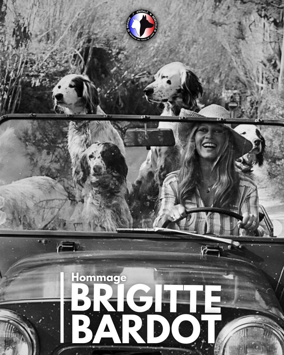 Brigade Animale Bénévole | BAB tweet media
