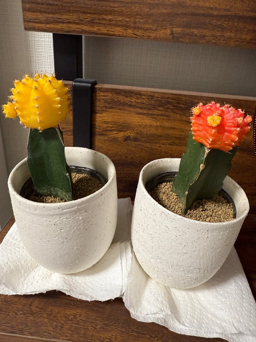 그니까 페페아범을 위해 이 눈에넣으면 존나 아픈 자식들을 이고지고와서 선물해준 니고를 생각하니까 나는 눈물이 날것같애