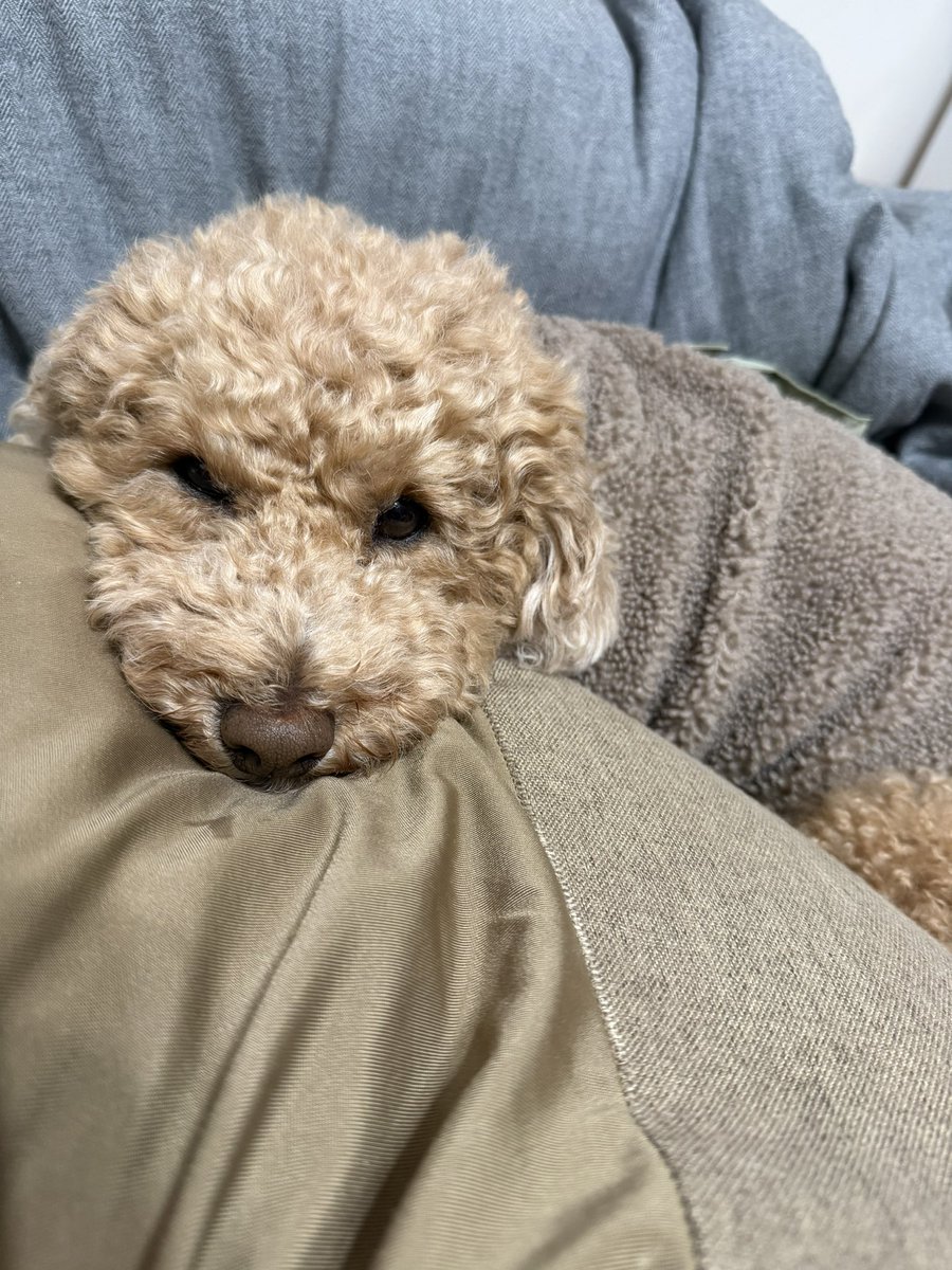 空いた穴を埋めてくれる癒し꒰՞˶ˊᵕˋ˶՞꒱