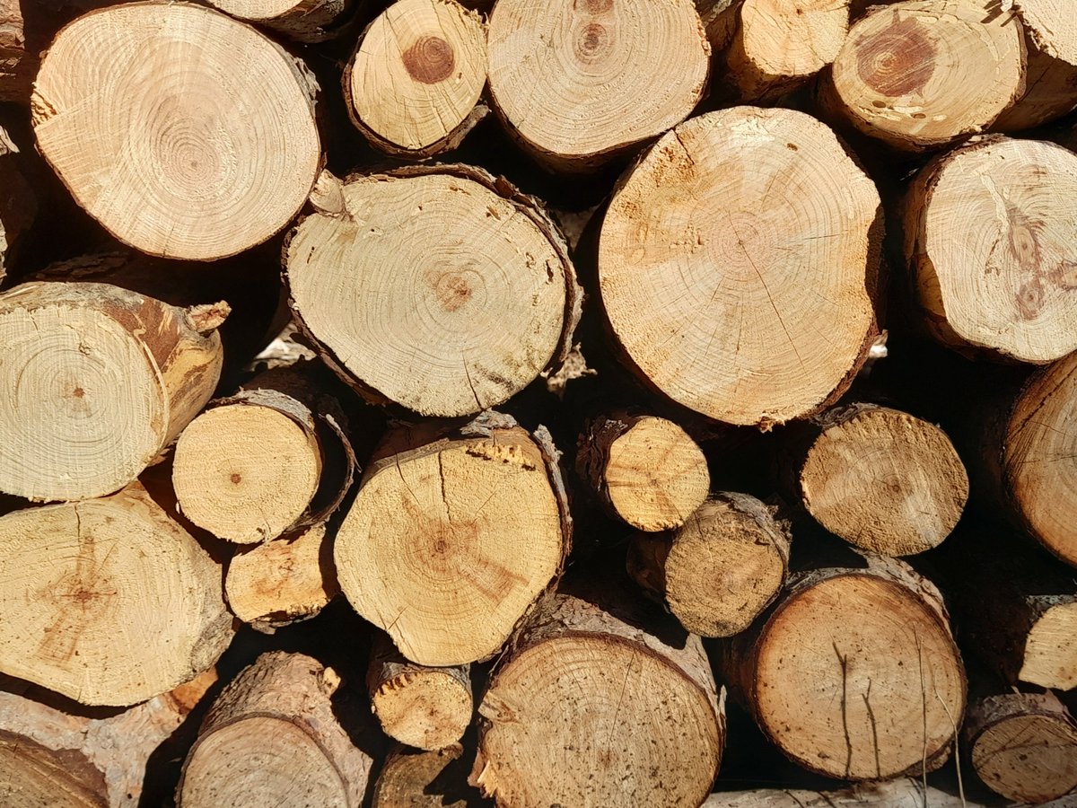 Un estudi de la Universitat de St James of Frontyearly investiga la síntesi de llenya artificial a partir de purins. Segons la professora Wood, cap de la recerca, "hem aconseguit una textura perfecta, ara estem treballant amb l'olor".