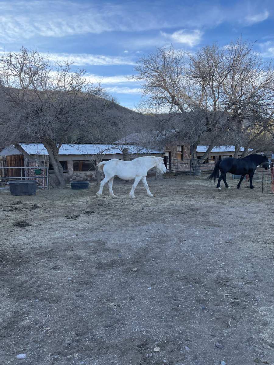 Helen and Evy growing our next batch of Percheron quarterhorse crosses. These big girls do get hungry and that last couple of months!