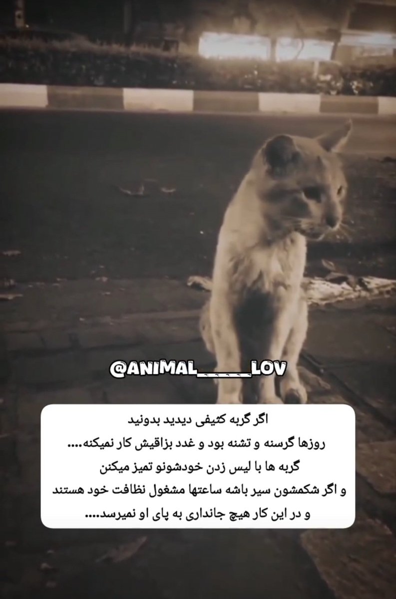 دوستان گربه ای که کثیف باشه سر و وضعش یعنی خیلی وقته گرسنه مونده لطفا اگه تونستین بهش غذایی بدین بخصوص توی این سرما که تحمل گرسنکی برای هر جانداری میتونه خیلی سخت باشه