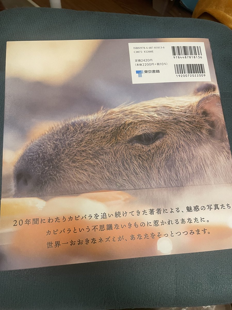 カピバラかぴばら (@capybara5179) / Posts / X