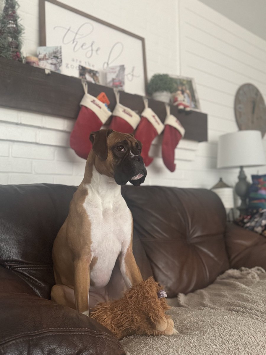 Bark_Beyond's tweet image. ✨ Rate my cuteness on a scale of 1–10…
Be honest. I can handle it.
(But anything under a 10 gets extra side-eye 👀🐾)

#boxerdog #dogsofx #dogsoftwitter