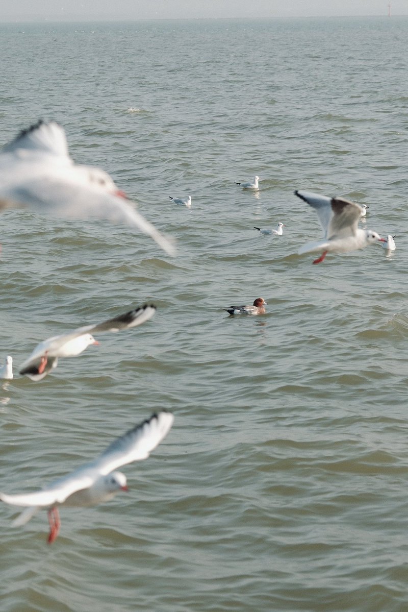 hellomy2024's tweet image. 即使每天都在相互安慰
也得不到一个带有温度的拥抱
异地不如候鸟