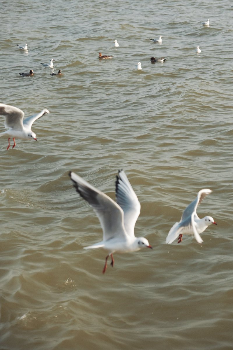 hellomy2024's tweet image. 即使每天都在相互安慰
也得不到一个带有温度的拥抱
异地不如候鸟