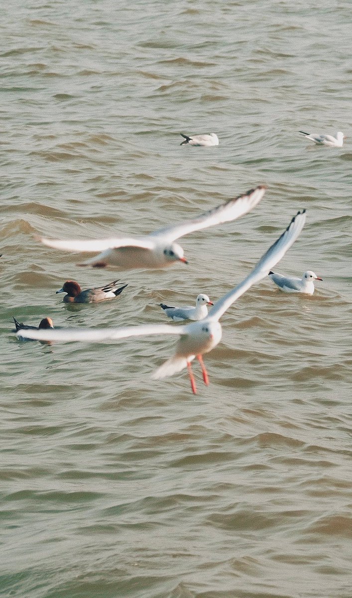 hellomy2024's tweet image. 即使每天都在相互安慰
也得不到一个带有温度的拥抱
异地不如候鸟