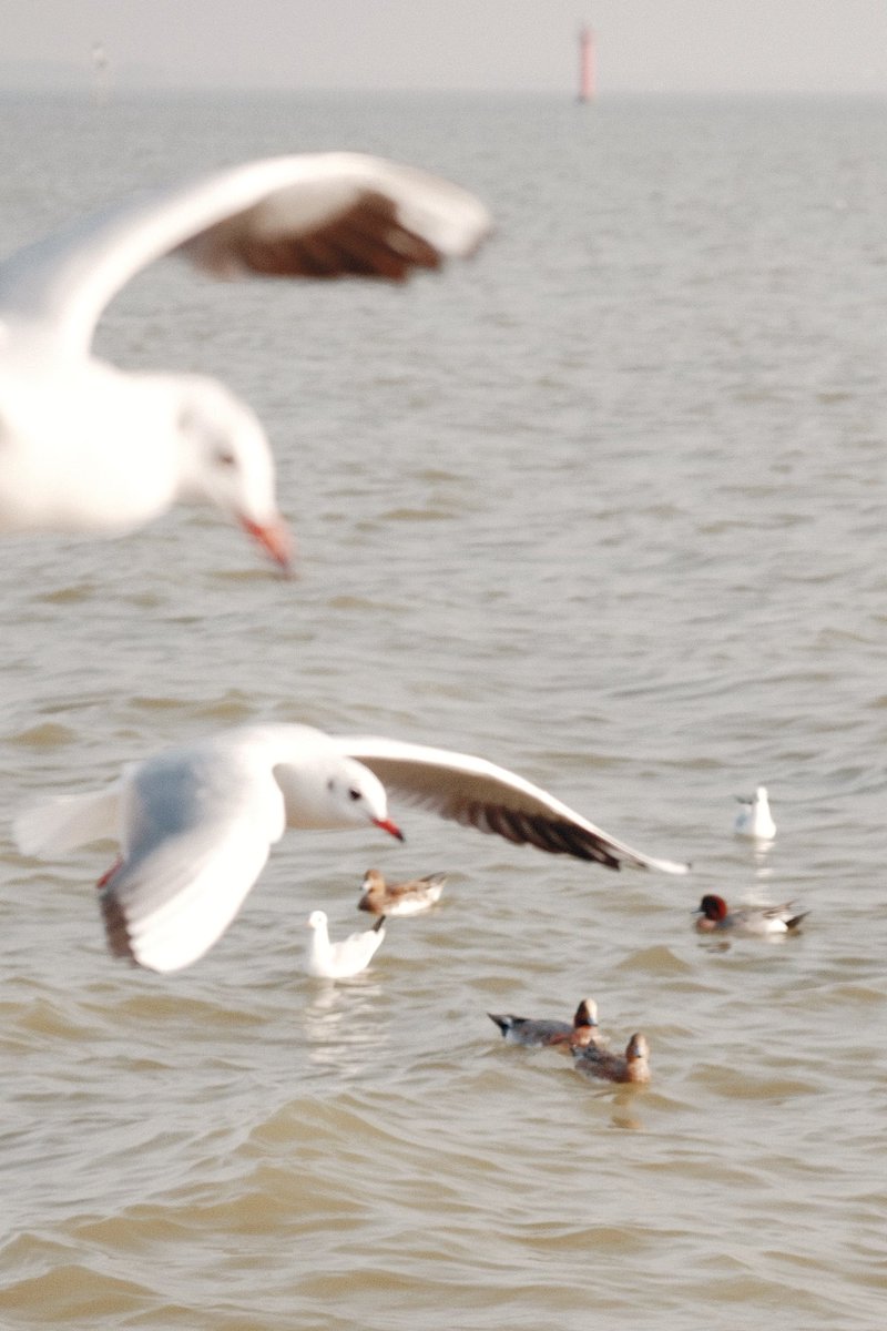 hellomy2024's tweet image. 即使每天都在相互安慰
也得不到一个带有温度的拥抱
异地不如候鸟