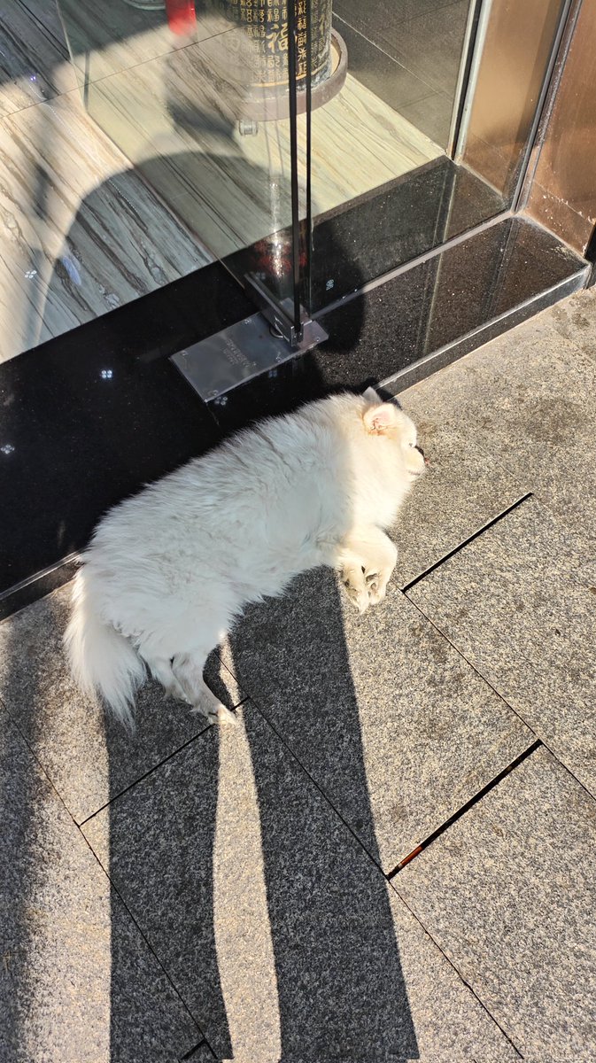 hxiozi2's tweet photo. 🐶 https://t.co/pMg5xHuUrI