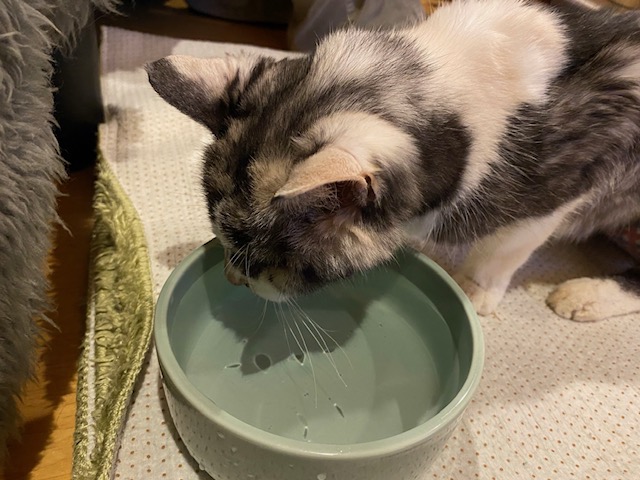 ニャン太様おまとめ 八郷の日々: ニャン太