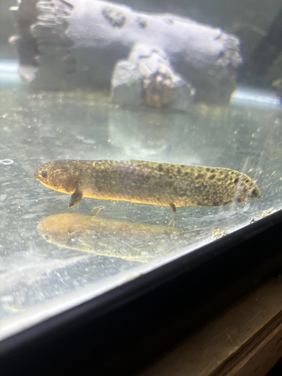 AquaticFlapper🍉🐟🦖🦜🧜🏼♀️🧜🏾♂️(Mermaid Arc) tweet media