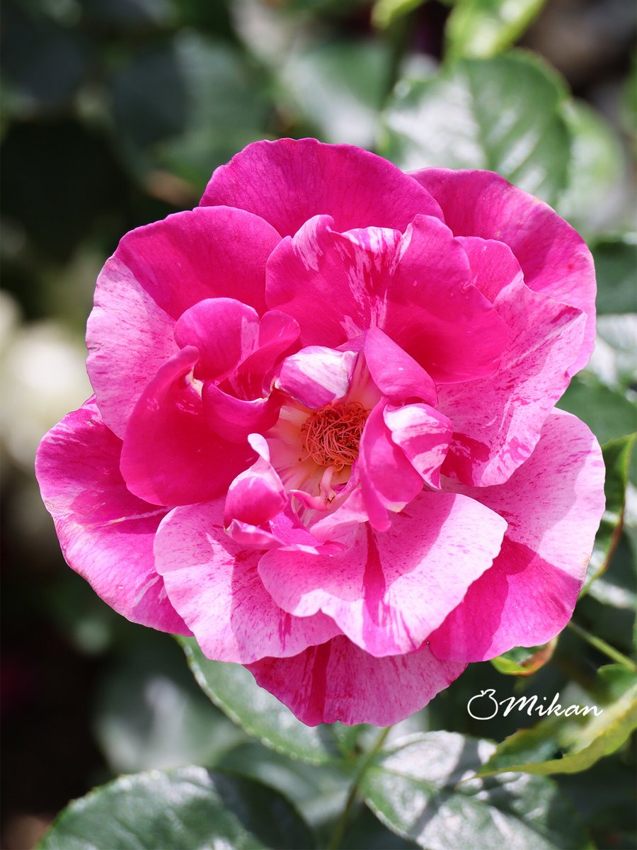 🍊夏みかん🎀 (@N1T2M322) / Posts / X