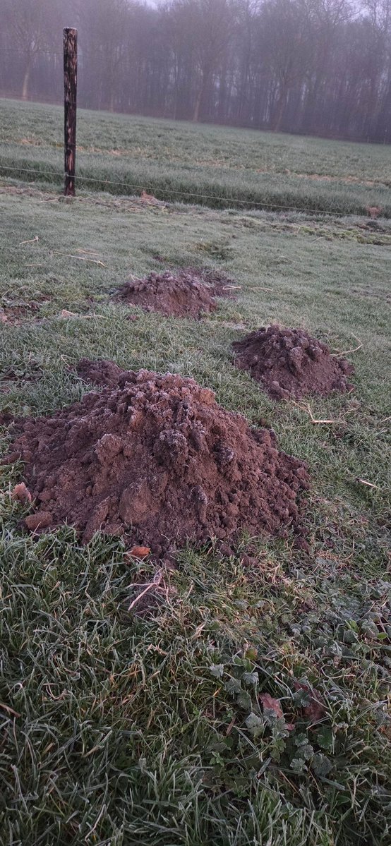 Bestaan er ook reuzemollen?

Ze bouwen namelijk dubbel zo hoog tegenwoordig🫣