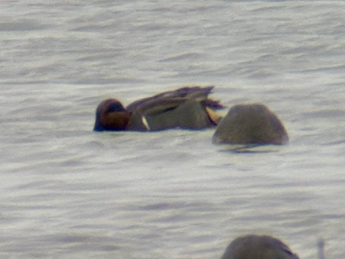 DarbyBug's tweet image. Great afternoon at #Marshside with the Morris family - DB Brent, GW Teal and the Greenlander distantly the highlights - the bitter easterly, not so much fun