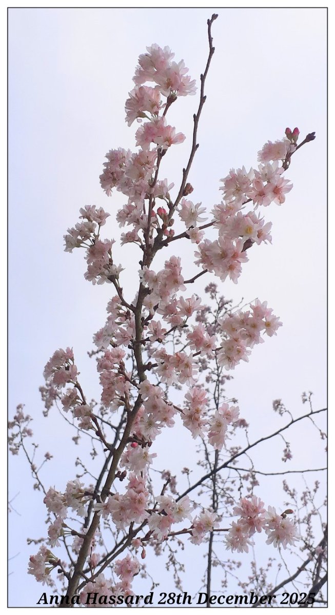 AnnaInFermanagh's tweet image. Cherry blossom in bloom 28th December 2025 Enniskillen 
Great #weather @barrabest