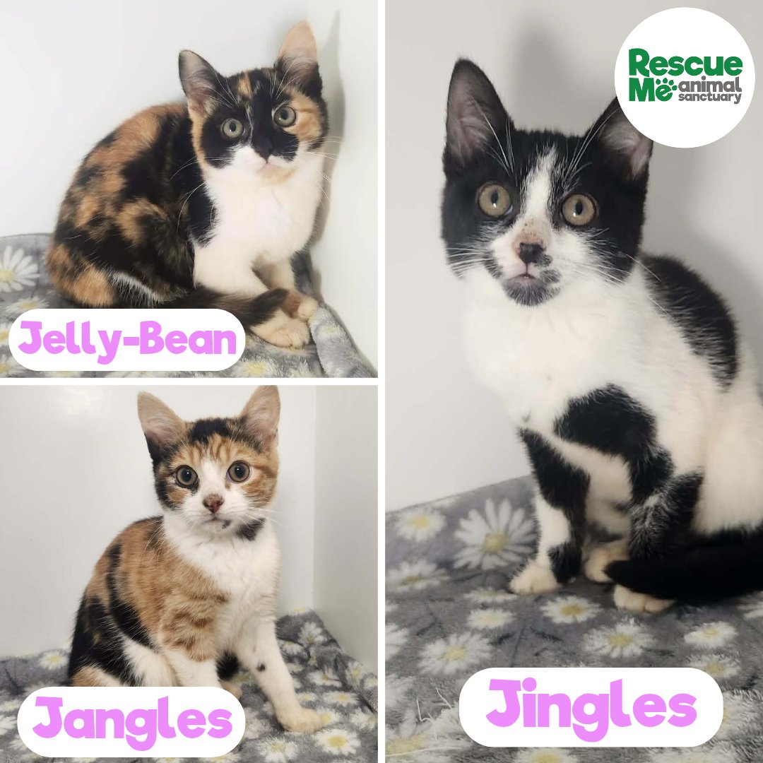 ‼️KITTENS KITTENS KITTENS ‼️ 
We have lots of beautiful friendly kittens all looking for their forever homes 🥰 All in foster across Merseyside! PLEASE SHARE! 
☎️ 07952017696
🔗rescueme.org.uk/cats-for-adopt…
#Liverpool #AdoptMe #Kittens #sundayvibes #NewYears