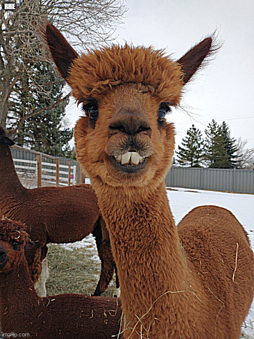 @Redhead2eagle tweet media