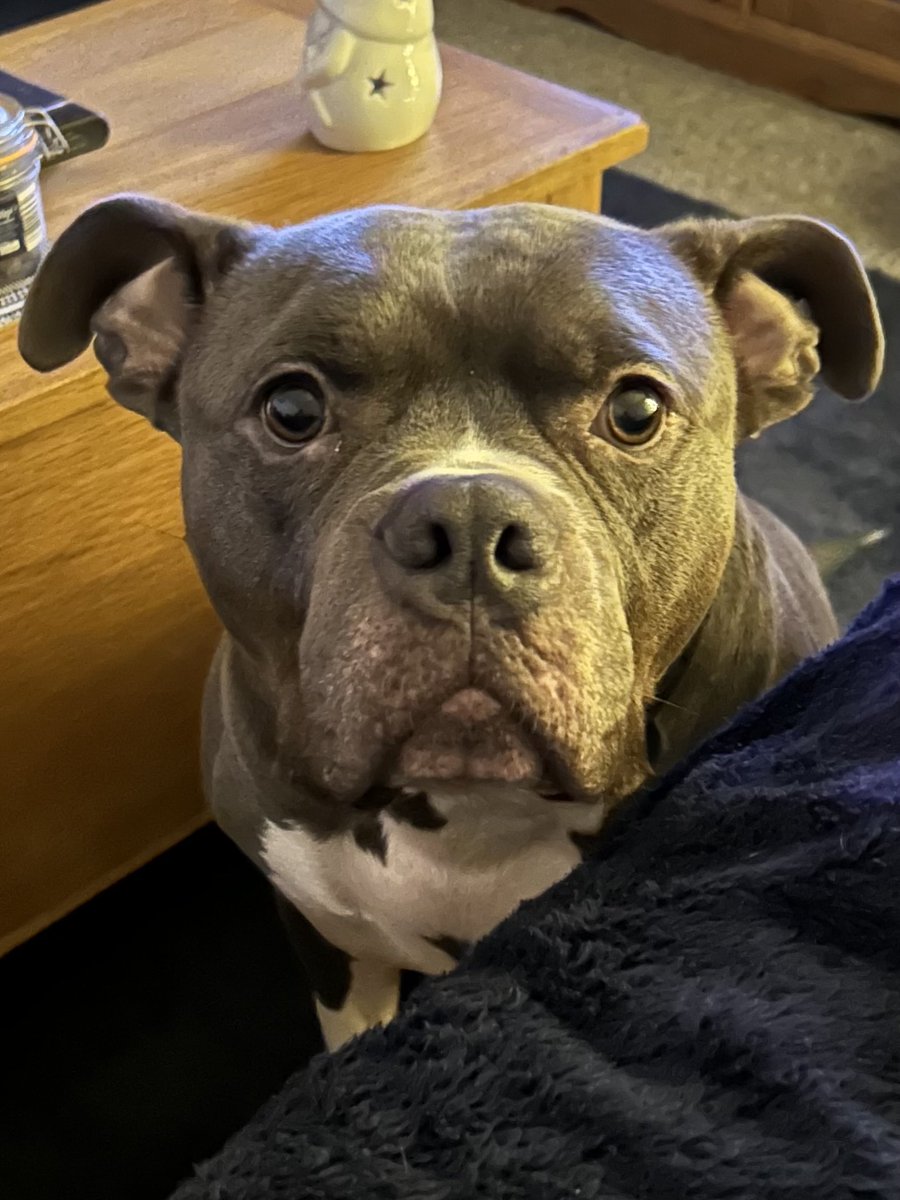 AMBullyDad's tweet image. Mr Wingnut 😂