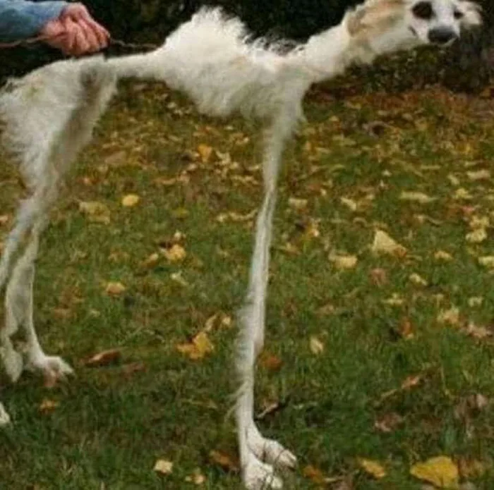 <a href="/MiltonFriedom5/">Milton Friedom5 ✈️</a> mientras tanto un perro en formosa: