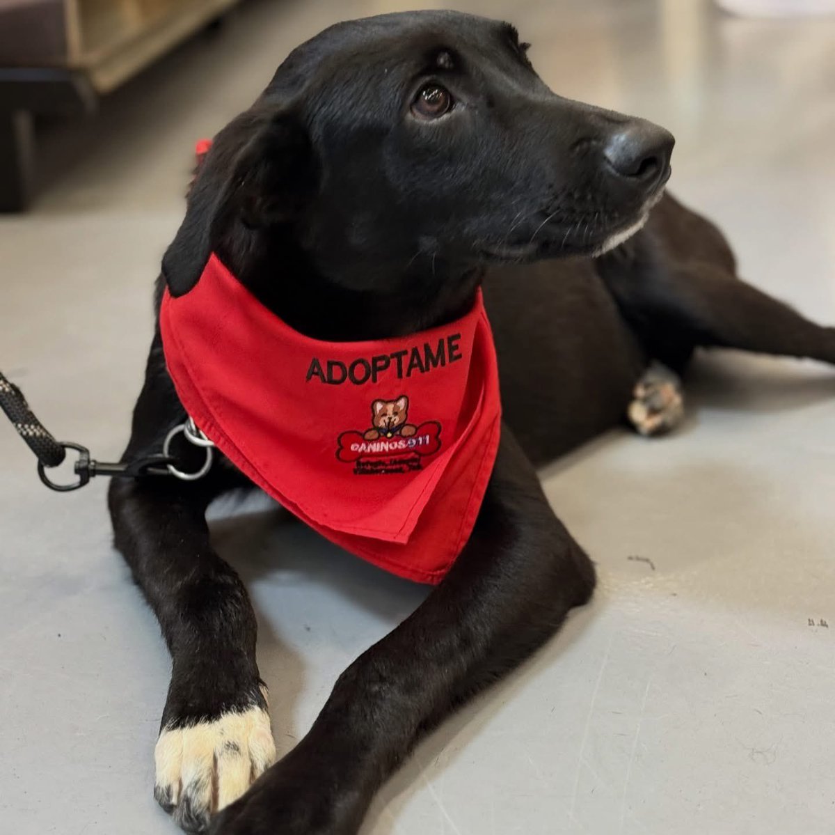 ‼️🐾EN ADOPCIÓN🐾‼️

Soy Felix un hermoso mestizo de 9 meses , fui rescatado en muy malas condiciones cuando apenas tenia 2 meses de vida, fui rehabilitado y hoy ya estoy completamente sanito, soy de tamaño mediano, muy tranquilo, amoroso, juguetón, limpio y muy noble.  Por favor