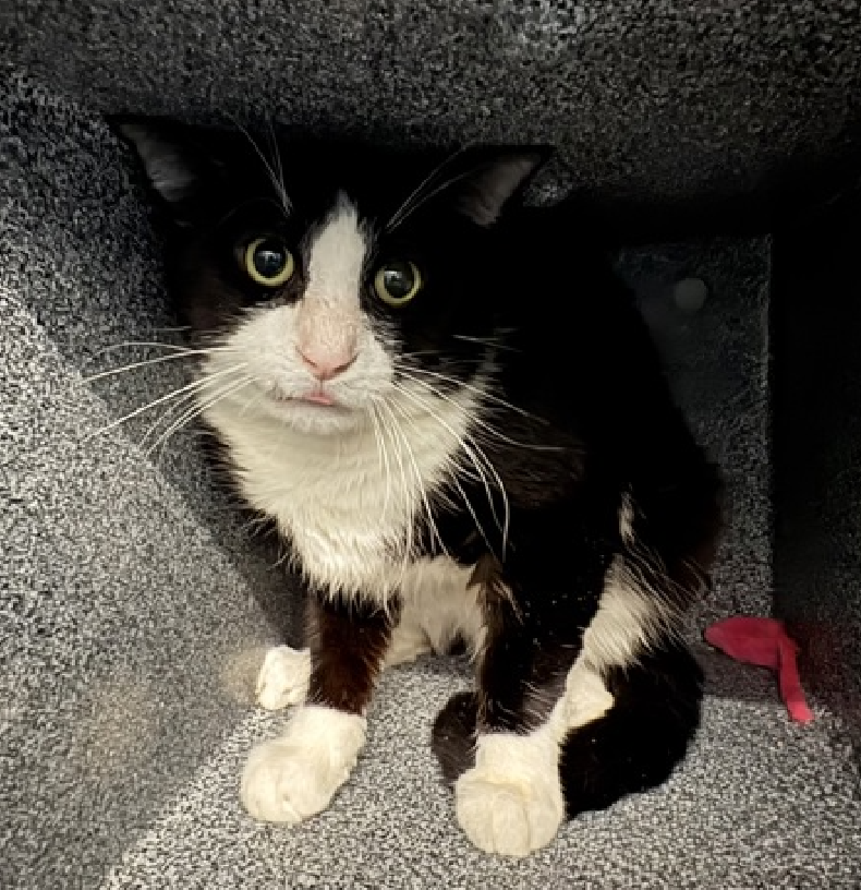 JLthekid9999's tweet photo. 🆘🆘 MICKEY (ID 237833), 3 YO, MALE –  IN QUEENS ACC - came into the shelter as an aco - owner surrender on 9/27/2025, with the surrender reason stated as person circumstance- hoarding situation.    🆘🆘 😿 😿 😿 😿

➡️TBD 12/30/25

➡️ TOO LOW ON PLEDGES TO STIMULATE RESCUE INTEREST

➡️🆘🆘 9TH Chance on Emergency Placement List – ALMOST UNPRECEDENTED – AND SHELTER AT MAXIUMUM CAPACITY - NOW IS THE TIME TO ACT/HELP MICKEY - HIGHEST EU/SILENT KILL RISK- VERY LIKELY LAST CALL FOR MICKEY.

➡️ 93 DAYS IN SHELTER – TOO LONG – TIME IS RUNNING OUT

➡️ MICKEY IS ON THE EPL FOR BEHAVIORAL REASONS - He is an under socialized adult cat and is not thriving in the care center and continues to display distance-increasing behavior when approached for interactions. He has not warmed up despite staff using treats to build a positive association. - This designation often means that the cat will be given very little time for rescue/foster/adoption. 🔥🔥🔥🔥

What my friends at ACC say about me: I have lived with cats in my previous home. I would appreciate slow introductions to new people and places to help me feel safe. I'm sensitive and shy. I'll need extra help from you.  ❤️ 😻❤️ 😻❤️ 😻

NEEDS OUT OF SHELTER ASAP –

Please RT or pledge, if you can, to save this little one.

@AdamsPaulGrimke

💔😿🙏Thank you