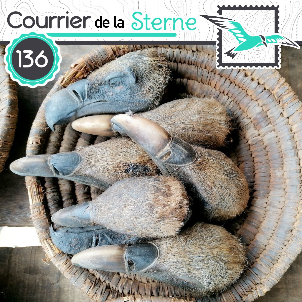 podCDLS's tweet image. Du chamanisme et des sifflements, c'est le programme de votre nouvel épisode du podcast 100% #oiseaux, le Courrier de la Sterne.

Bonne écoute à tous et toutes !!

youtu.be/MGt3_iKj4J8

cdls.lepodcast.fr/cdls-numero-13…