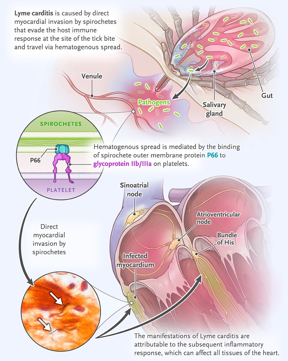 NEJM tweet media