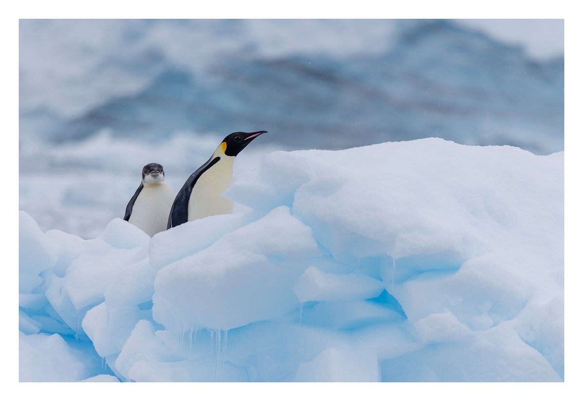 ReflexPhotoEU's tweet image. Semaine du 21 décembre 2025 au 28 décembre 2025 - Coup de Cœur N°2 des membres RP reflexphoto.eu/viewtopic.php?…