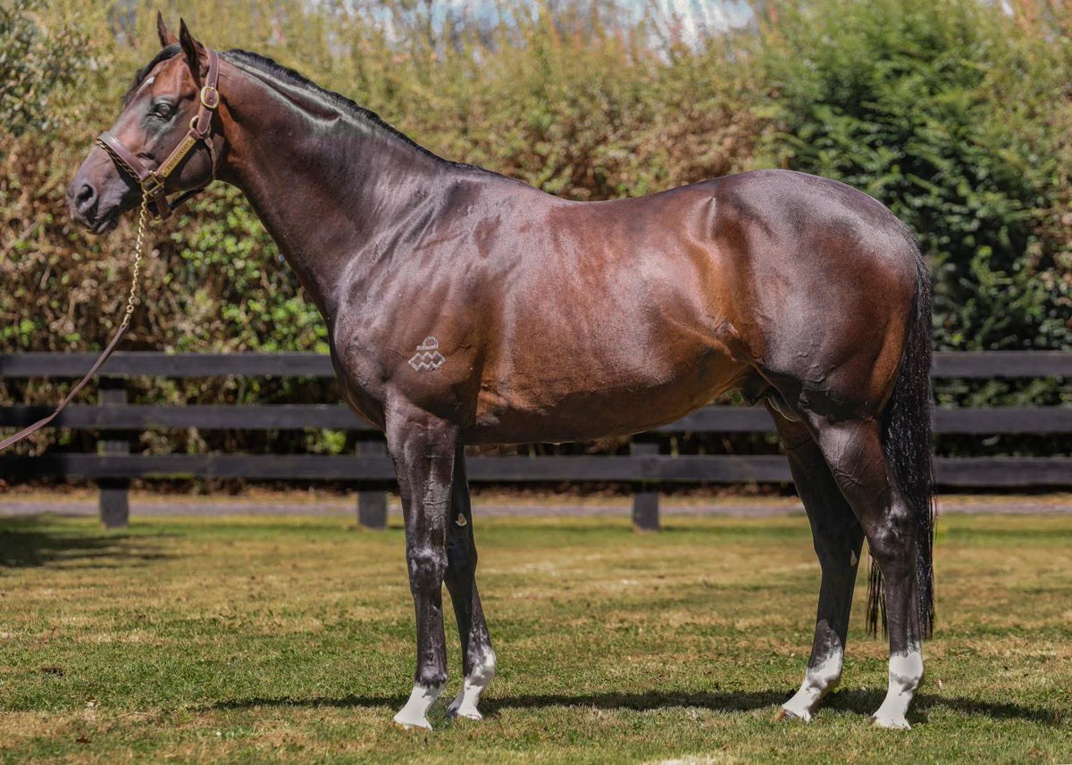 ⭐️ PROFONDO (Deep Impact ex Honesty Prevails) 

🤩 Selling his first crop at all major sales in 2026 

He was:
💎 Highest priced yearling of his generation $1.9 Million 
💎 Randwick Gr.1 winner at his 3rd start 
💎 Brilliant Sydney debut winner 
💎 By the outstanding sire Deep