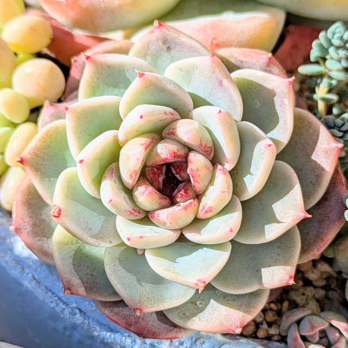 多肉植物 赤い子♡ラスト！ 多肉植物 赤い子♡ 今年迎えたキラキラ多肉＆タニラーになったお目覚め多肉