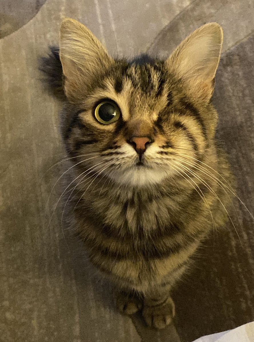 Merhabalar bu soğuklarda bizleri kapınızın önünde görürseniz lütfen kovmayın, her zaman karnımız aç olabilir bizimle yemeğinizi paylaşırsanız çok  mutlu oluruz🥰🤍