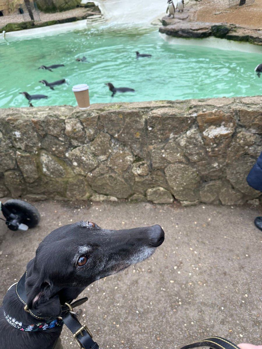 FOBRacing's tweet photo. Ravenswell Rebel took a trip to the zoo today 

Isn’t scared of lions but is scared of penguins

Greyhounds are awesome 

#RetiredNotRescued https://t.co/7BGBfHAa4K