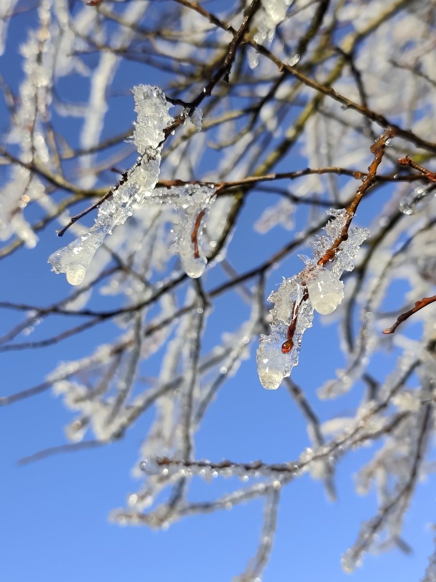 MLiskiewicz's tweet image. #Orawa