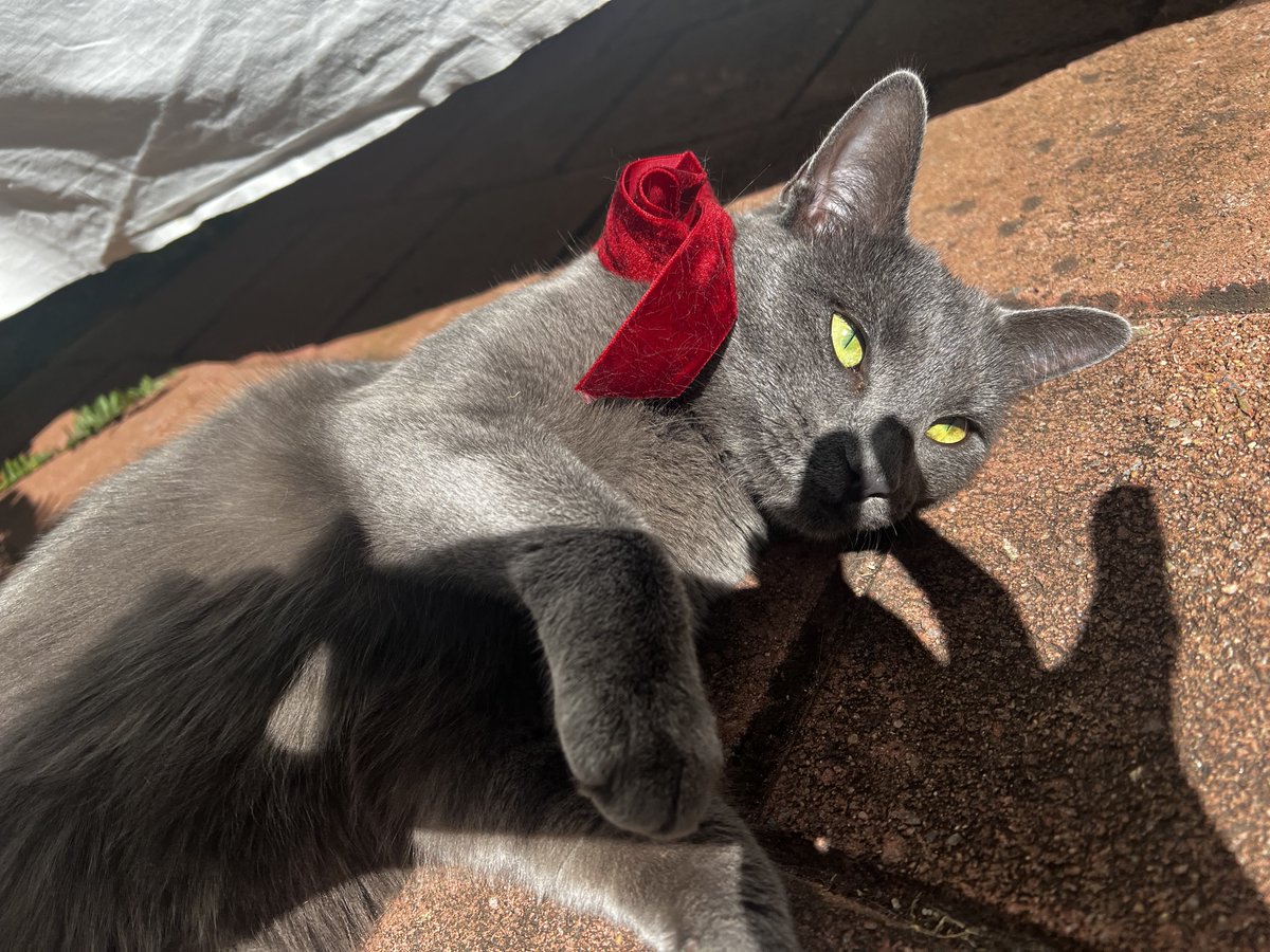 stuffymint's tweet image. Who’s up for shadow chasing!