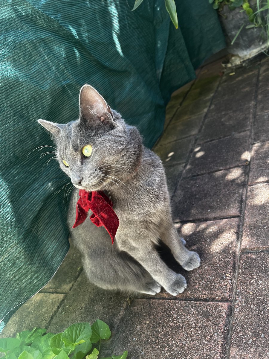 stuffymint's tweet image. Great school-Xmas photos?
Soo over it . . .