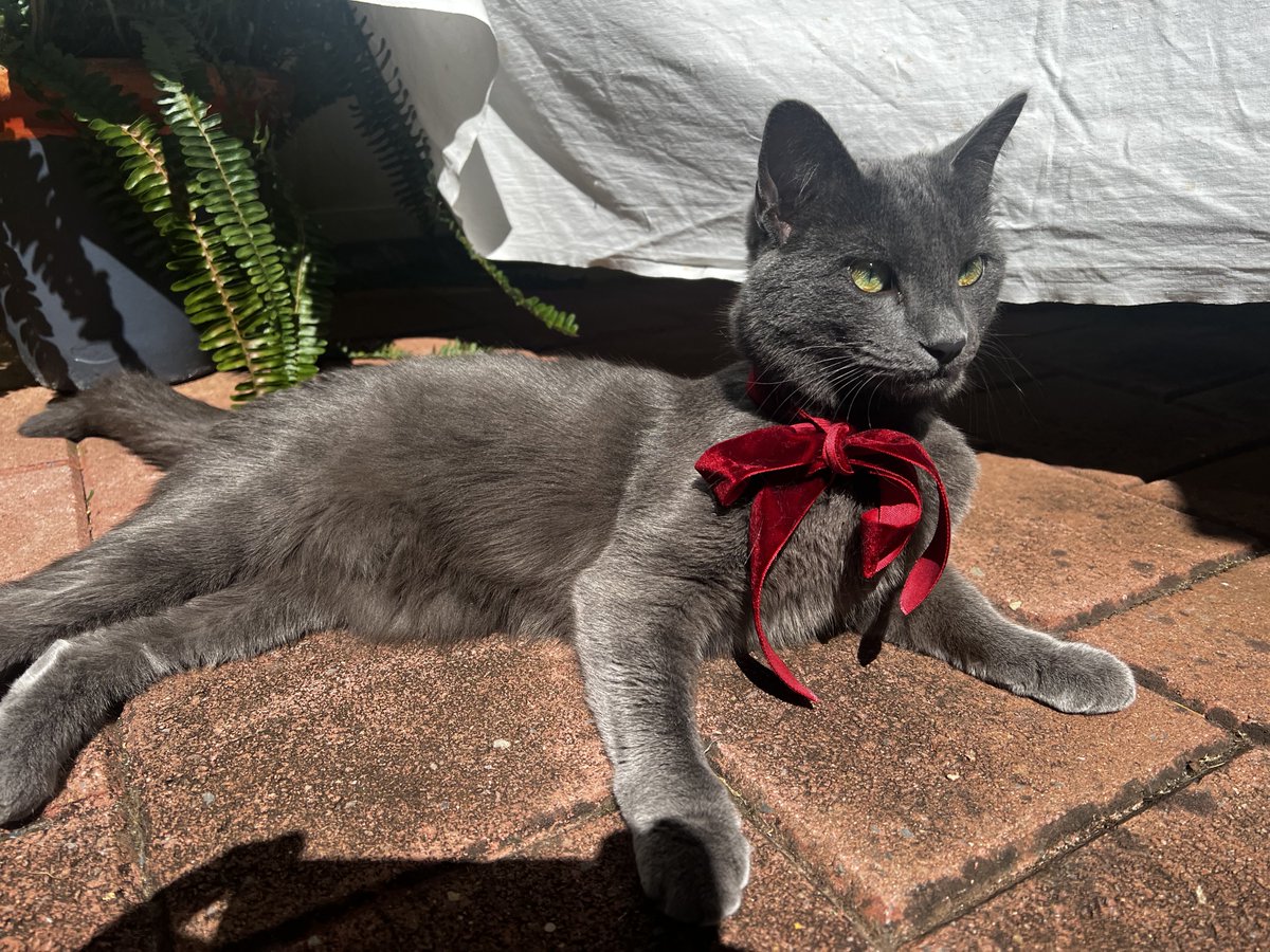 stuffymint's tweet image. Great school-Xmas photos?
Soo over it . . .