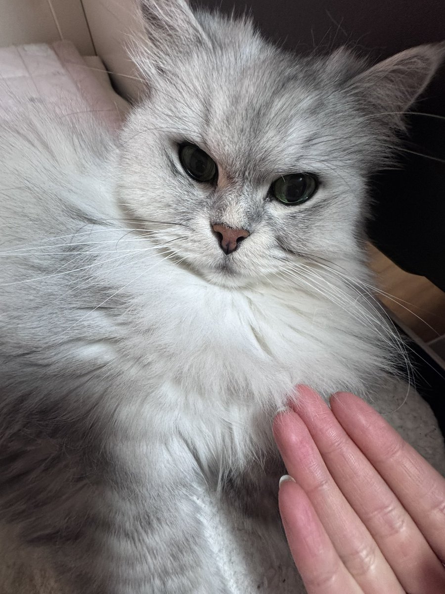 나는 반대로 내가 고양이한테 놀기신청함