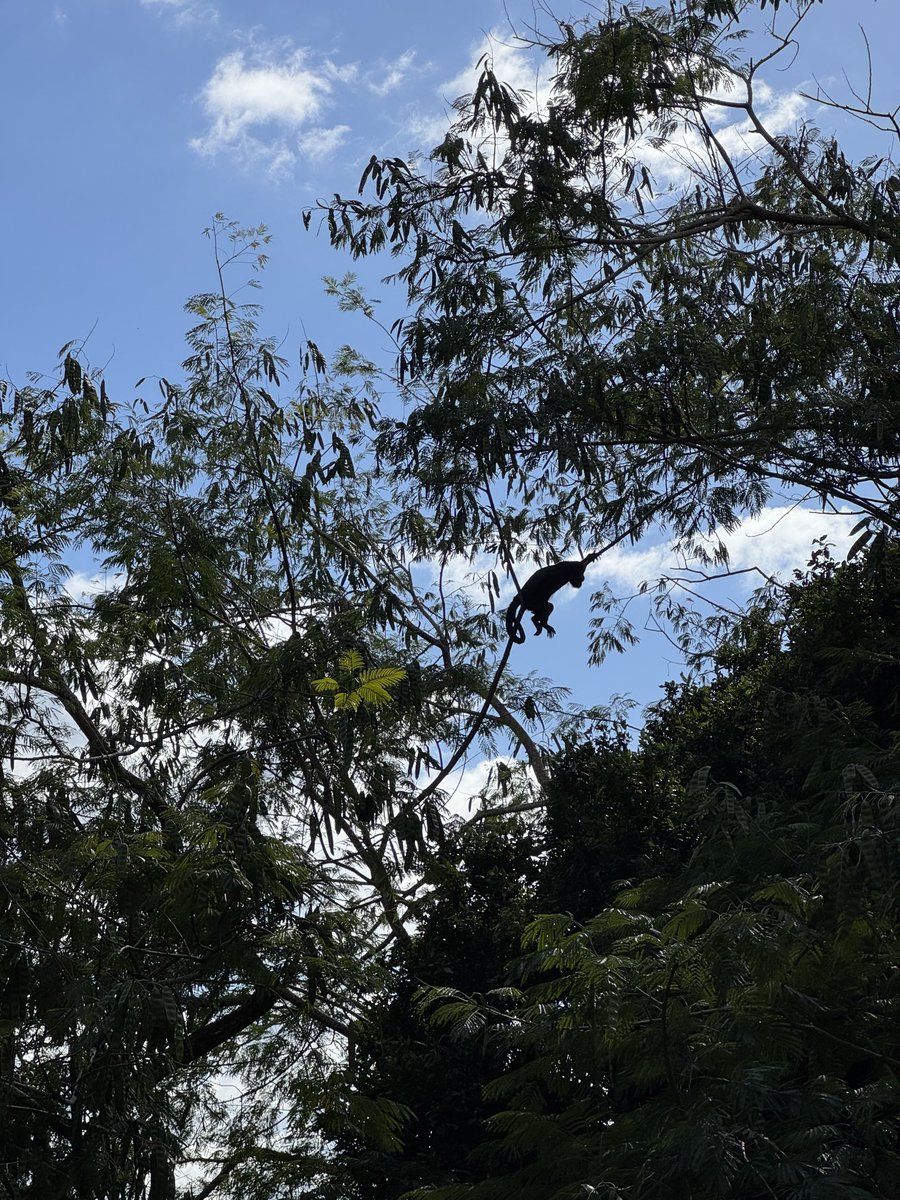 Carlos Fion tweet media