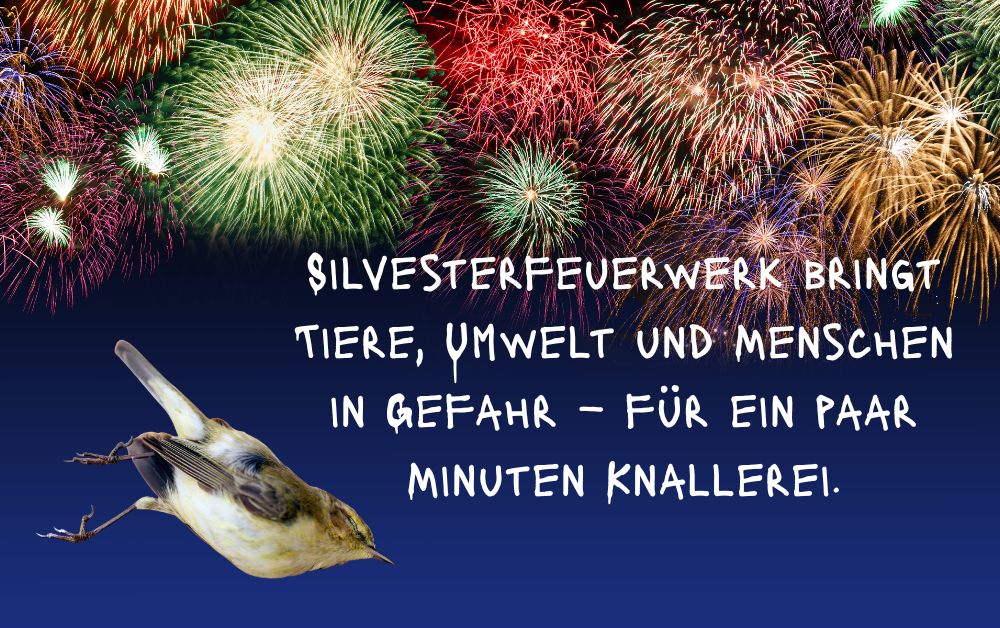 Daniela Noitz tweet media