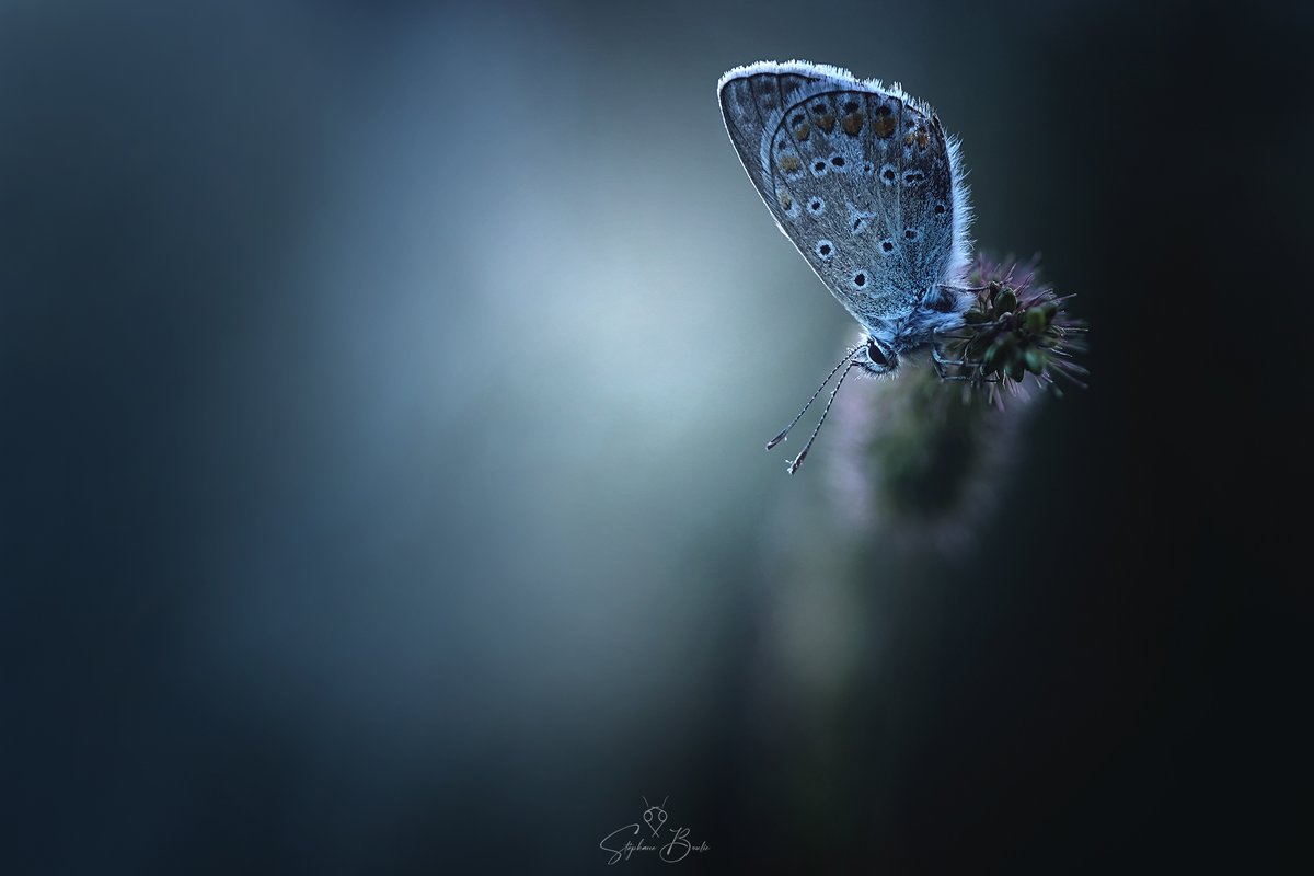 ReflexPhotoEU's tweet image. Semaine du 21 décembre 2025 au 28 décembre 2025 - Coup de Cœur N°1 des membres RP reflexphoto.eu/viewtopic.php?…