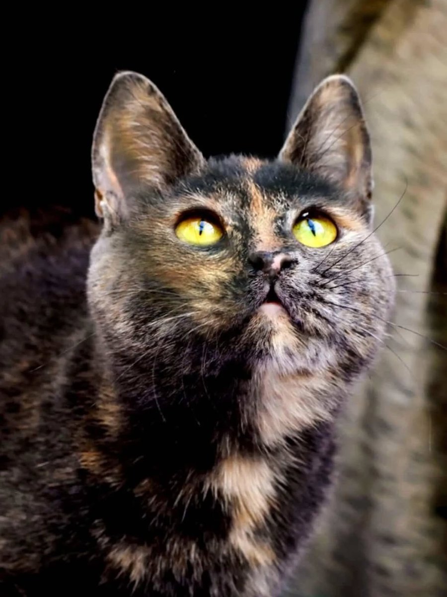 "10 AYLIK İNANILMAZ GÜZEL HUYLU TORTOİSESHELL KISIR KIZIM RENK'E YUVA ARIYORUZ Kısır ic dış parazit ve kuduz aşıları yapıldı.
İnanılmaz güzel huylu sevecen. Terk etmeyecek ömürlük yuvasını arıyoruz.
05445580786 (Lütfen whatsaptan mesaj atınız)
İSTANBUL facebook.com/photo?fbid=122…