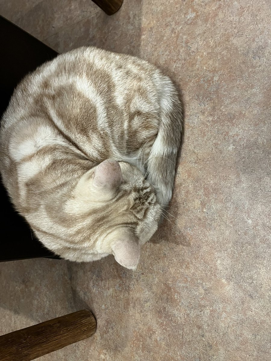 nux_mc's tweet photo. 念願の猫カフェとついでに流行りの麻辣担

吉祥寺っていいところ https://t.co/midtitDEBQ