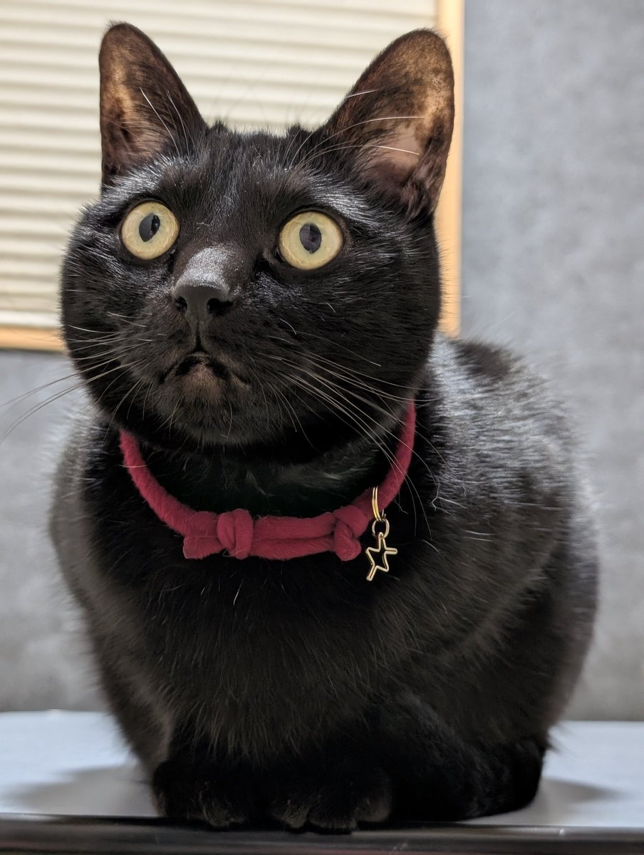 框(キョウ) (@86apricotton) / Posts / X